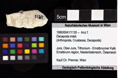 Foto (Objket + Etiketten) von Decapoda indet. 